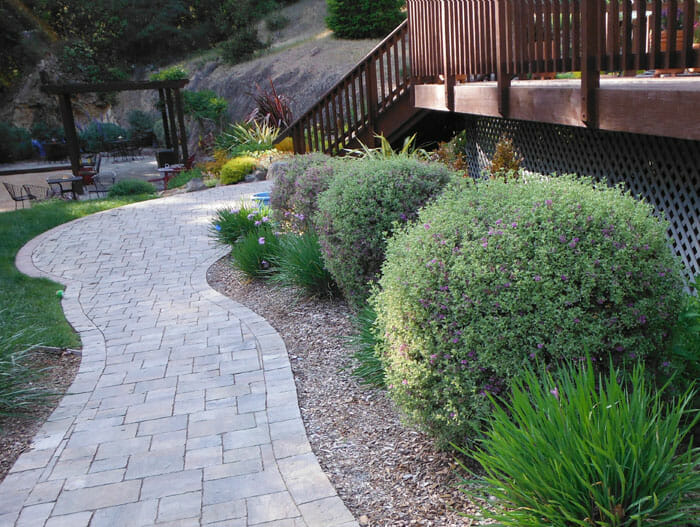 A pathway leading to a Prostanthera 'Round Leaf' Mint Bush 6" Pot surrounded by bushes and plants.