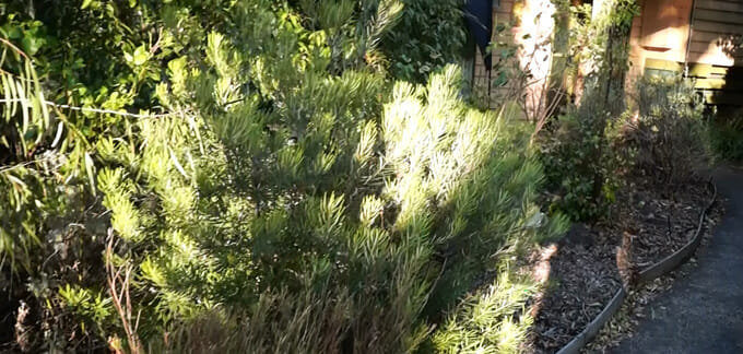 Rebeccas Garden Before the Makeover