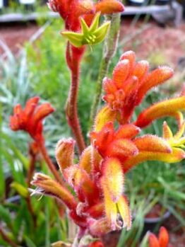 A garden with Anigozanthos 'Bush Tango™' Kangaroo Paw 6" Pot featuring red flowers.