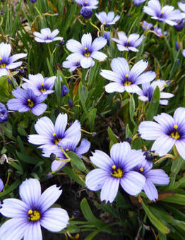 Sisyrinchium 'Devon Skies' features striking purple blooms with yellow centers, set amidst slender green foliage that gracefully covers the ground.
