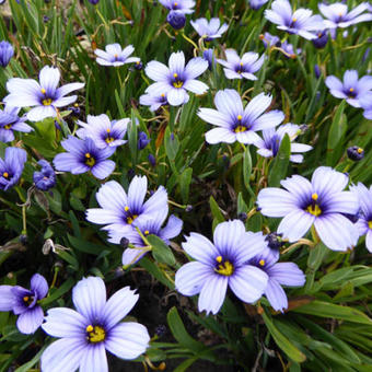 Sisyrinchium 'Devon Skies' features striking purple blooms with yellow centers, set amidst slender green foliage that gracefully covers the ground.