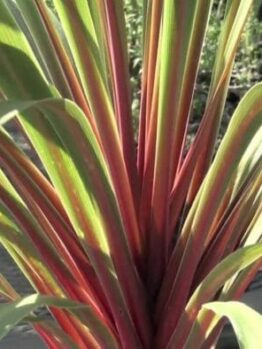 Hello Cordyline Sundance 6" Pot: A red and green plant in a pot.
