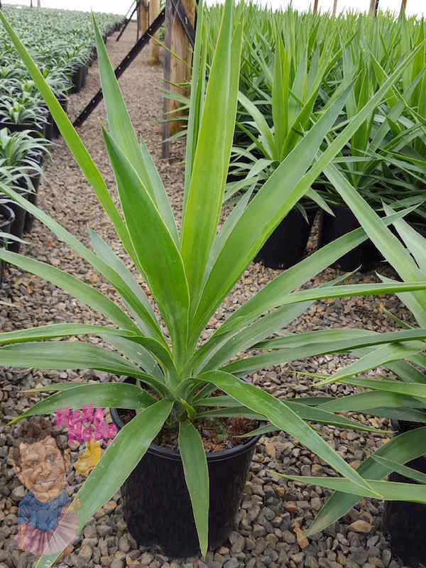 Yucca elephantipes 'Stick Yucca' 8" Pot - Image 3