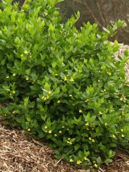 A Goodenia ovata 'Hop Goodenia' 6" Pot with yellow flowers on top of a pile of mulch.