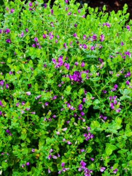 Polygala 'Dazzler' in a 6" pot features a dense green shrub with small purple flowers blooming throughout, set against visible garden soil.