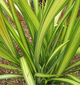 A Phormium 'Lemon Spritzer' Flax 8" Pot with green and yellow leaves.