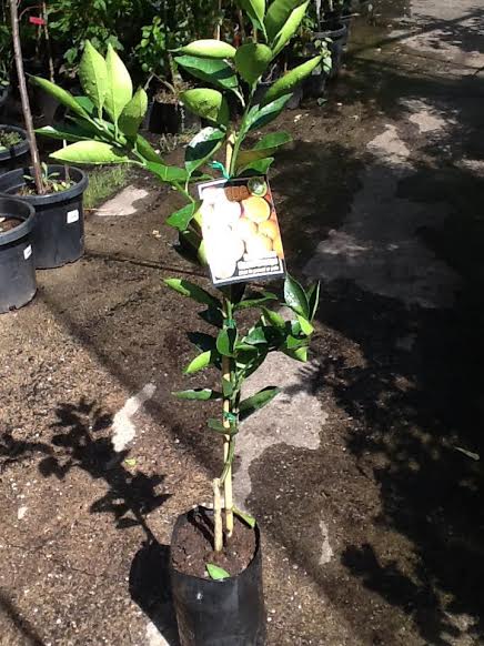 A Citrus 'Lane's Late Navel' Orange 12" Pot tree with a label on it.
