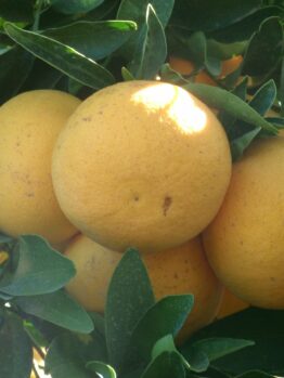 A bunch of Citrus 'Rio Red' Grapefruit 5L Bag on a tree.