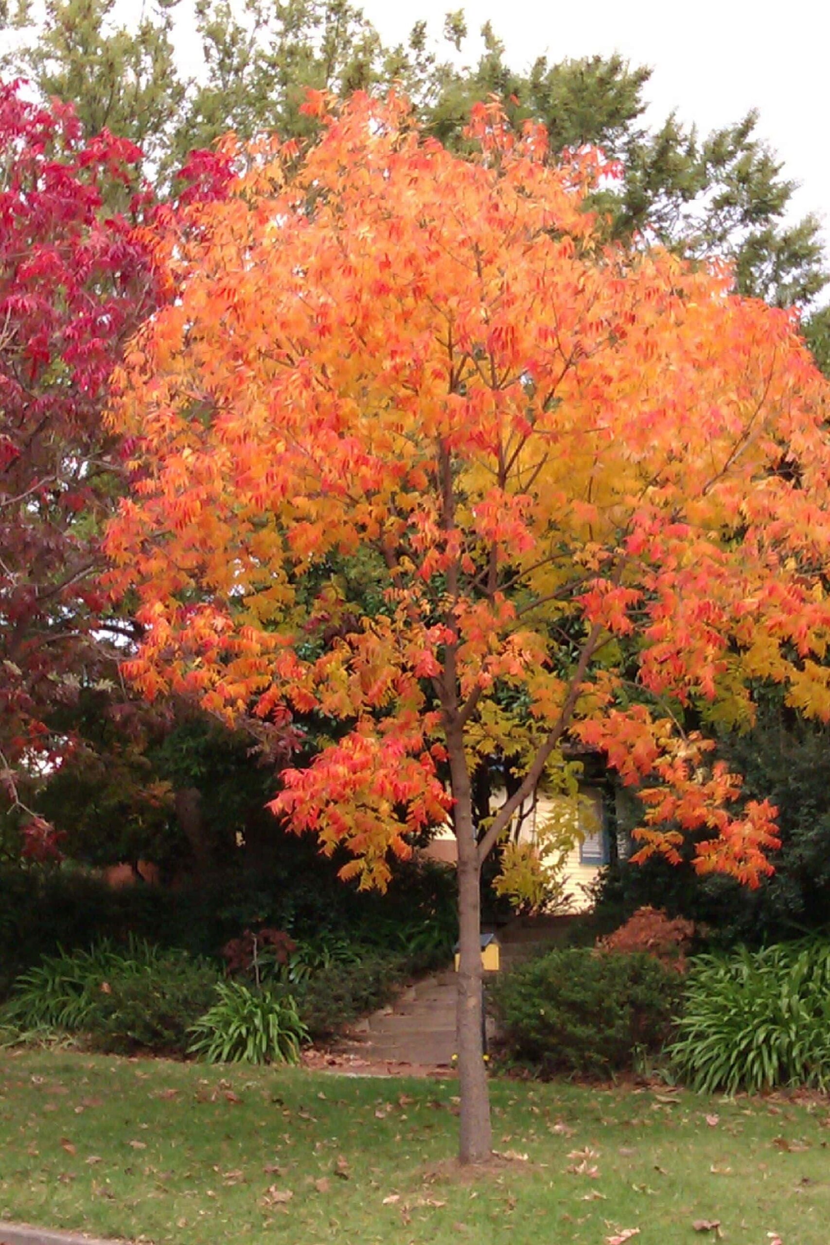 A Pistacia chinensis 'Chinese Pistachio' 10" Pot tree with vivid orange and yellow fall leaves stands before a house, surrounded by lush greenery and autumn leaves scattered on the ground.