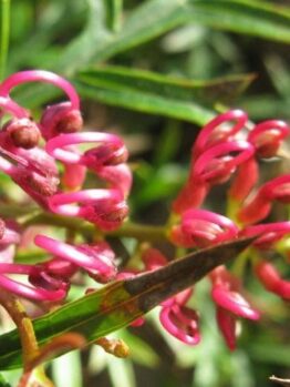 A close up of Grevillea 'Bronze Rambler' 6" Pot with green leaves.