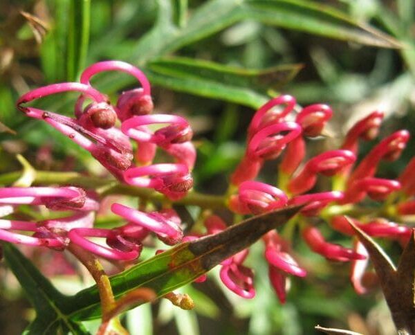 A close up of Grevillea 'Bronze Rambler' 6" Pot with green leaves.