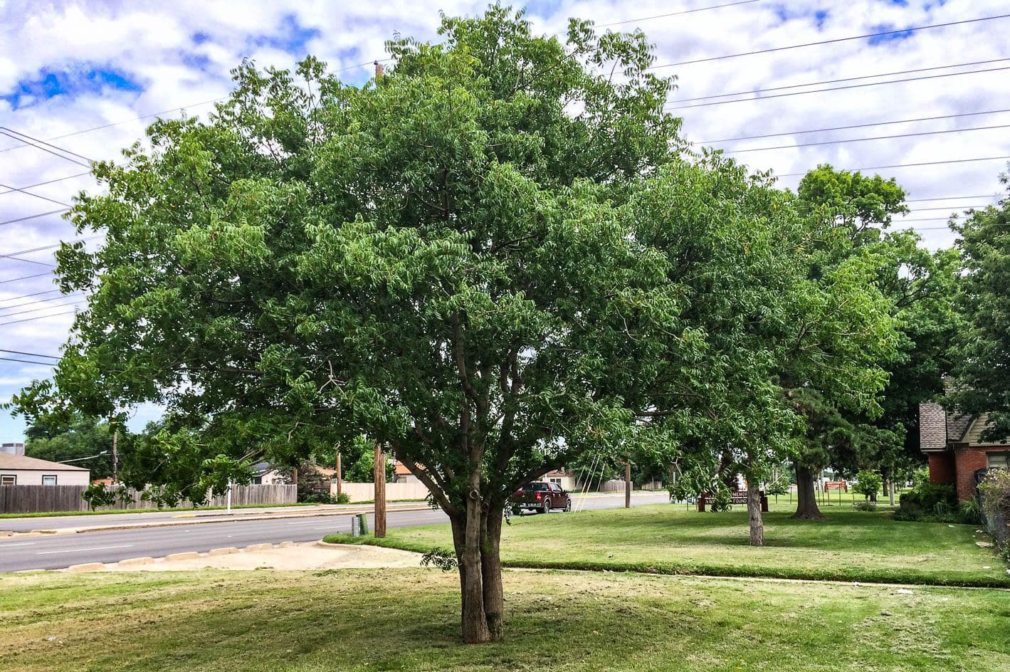 A Pistacia chinensis 'Chinese Pistachio' 10" Pot sits on a grassy lawn beside a road, with houses and power lines in the background under a partly cloudy sky.