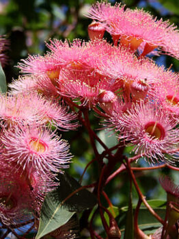 Corymbia 'Calypso Queen' Grafted Gum 16" Pot tree with pink flowers.