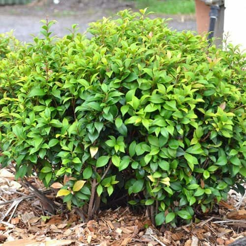 The Acmena 'Allyn Magic' Lilly Pilly is a vibrant green shrub with small leaves that flourish in rich mulch.