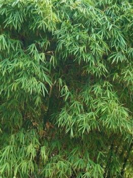Lush foliage of Bambusa 'Greater Buddha's Belly' Giant Bamboo, with its thin, elongated leaves, fills the entire frame.
