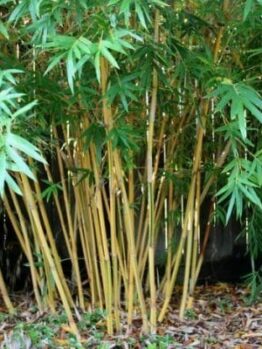 Bambusa 'Alphonse Karr' Bamboo