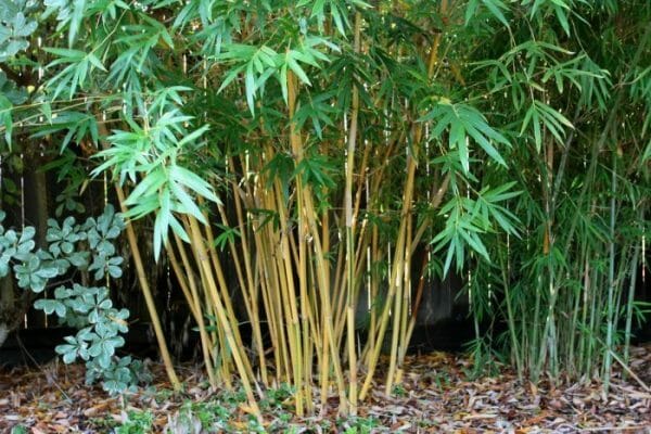 Bambusa 'Alphonse Karr' Bamboo