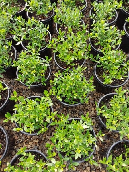 Rows of young Gardenia 'Radicans' 8" Pots with lush green leaves growing in 8" pots, placed on a bed of small brown pebbles.