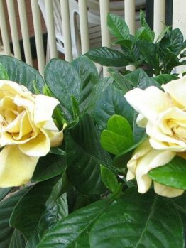 Gardenia 'Golden Magic' 6" Pot