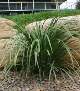 A Liriope muscari 'Just Right' 6" Pot plant in front of a house and rocks.