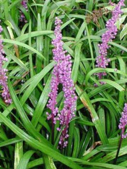 Liriope 'Royal Purple' 6" Pot flowers in a garden with green leaves.