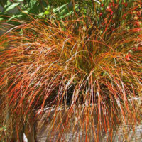 Carex 'Orange Sedge' 3" Pot
