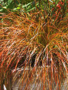 Carex 'Orange Sedge' 4" Pot