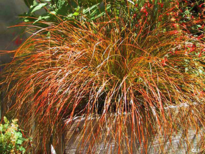 Carex 'Orange Sedge' 10" Pot