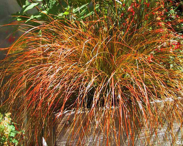 Carex 'Orange Sedge' 6" Pot