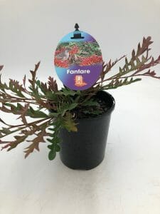 A Grevillea 'Fanfare™' 6" Pot, featuring green and reddish foliage, is shown labeled "Fanfare™" against a plain white background.
