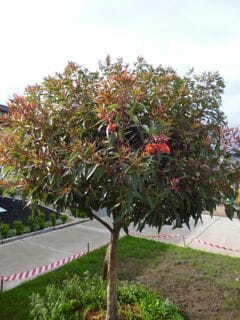 Corymbia 'Baby Orange' Grafted Gum 12" Pot - Image 2