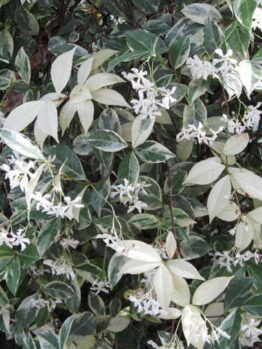Trachelospermum 'Variegated' Chinese Star Jasmine 7" Pot
