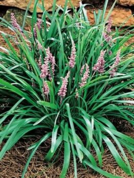 Liriope 'Samantha' 6" Pot
