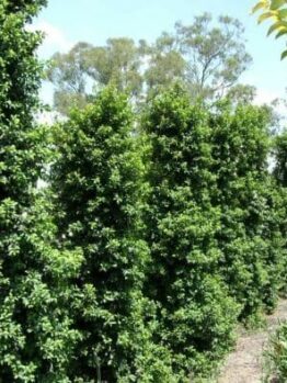 Syzygium 'Pinnacle™' Lilly Pilly