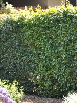 A dense, neatly trimmed hedge of Syzygium 'Resilience' Lilly Pilly 12" Pot lines the garden's edge, with a variety of flowering plants thriving in their own 12" pots in the foreground.