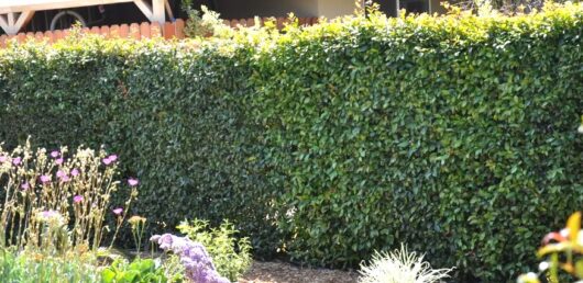 A dense, neatly trimmed hedge of Syzygium 'Resilience' Lilly Pilly 12" Pot lines the garden's edge, with a variety of flowering plants thriving in their own 12" pots in the foreground.