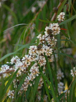 A branch of Agonis 'Copper Wave' 6" Pot trees with white flowers.