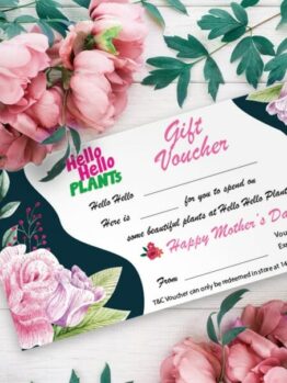 Gift Voucher Hello Hello Plants Mother's Day