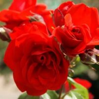 Rose 'Satchmo'