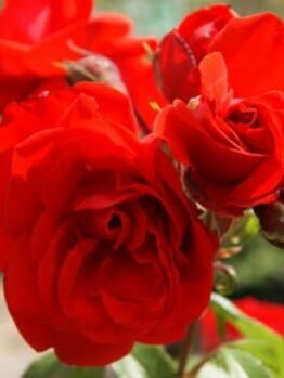 Rose 'Satchmo'