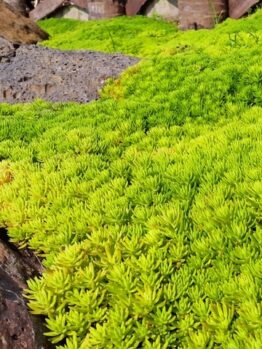Sunlit green moss or succulents blanket the ground between large brown rocks, while Salix 'Celtic Cascade' adds graceful elegance to this vivid outdoor scene.