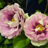 Rose 'Eyes For You'