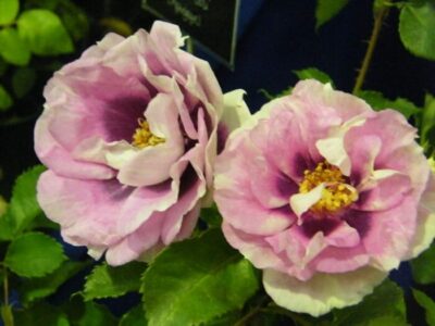 Rose 'Eyes For You'
