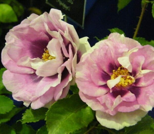 Rose 'Eyes For You'