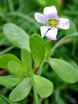 Brahmi Herb