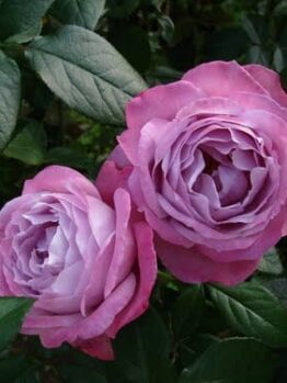 Rose 'Blue River'