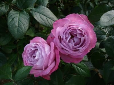 Rose 'Blue River' 3ft Standard