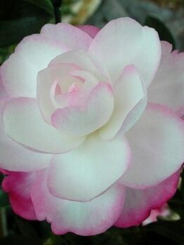 Camellia Paradise Blush 2