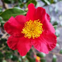 Hello Hello Plants Nursery Melbourne Victoria Australia Camellia sasanqua Yuletide Red flower