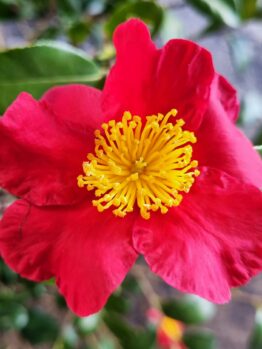 Hello Hello Plants Nursery Melbourne Victoria Australia Camellia sasanqua Yuletide Red flower